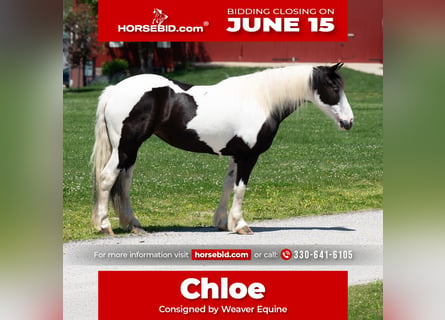 Draft Horse Mix, Mare, 7 years, Pinto