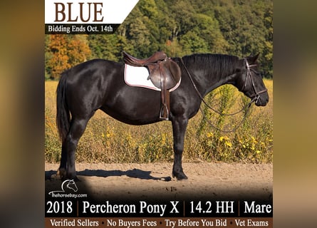 Draft Horse Mix, Mare, 8 years, 14.1 hh, Black