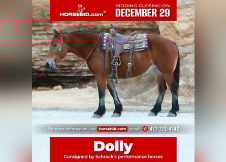 Draft Horse Mix, Mare, 8 years, 15,3 hh, Bay