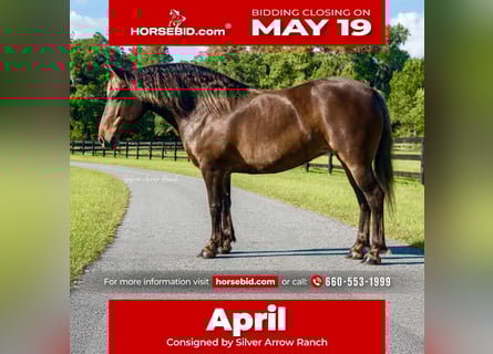 Draft Horse Mix, Mare, 9 years, 13,2 hh