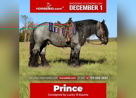 Draft Horse Mix, Stallone, 4 Anni, 165 cm, Roano blu