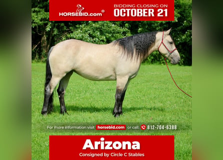 Draft Horse Blandning, Sto, 6 år, 160 cm, Gulbrun