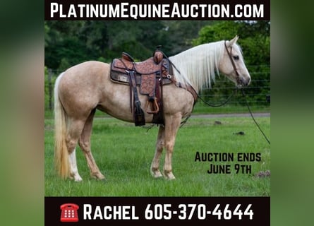 Draft Horse, Sto, 8 år, 155 cm, Palomino