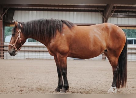 Draft Horse Blandning, Sto, 8 år, Brun