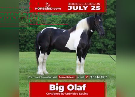 Draft Horse, Valack, 11 år, 168 cm