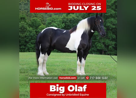 Draft Horse, Valack, 12 år, 168 cm