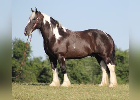 Draft Horse, Valack, 13 år, 152 cm, Tobiano-skäck-alla-färger