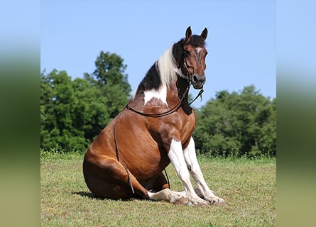 Draft Horse, Valack, 13 år, 165 cm, Tobiano-skäck-alla-färger