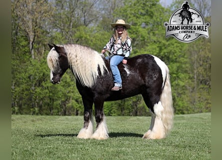 Draft Horse, Valack, 3 år, 147 cm