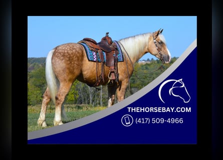 Draft Horse, Valack, 4 år, 155 cm, Palomino
