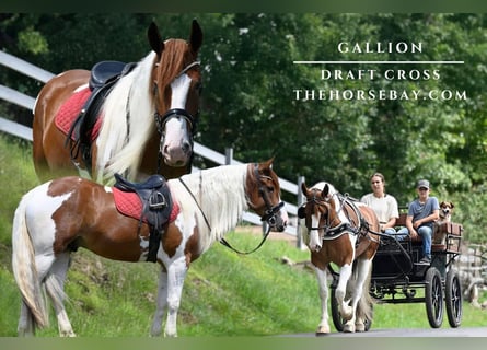 Draft Horse, Valack, 4 år, 163 cm, Tobiano-skäck-alla-färger