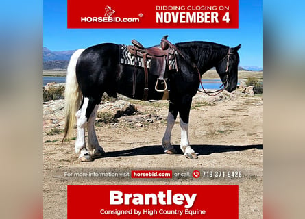 Draft Horse Blandning, Valack, 4 år, 168 cm