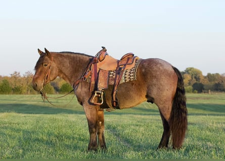 Draft Horse, Valack, 5 år, 152 cm, Brunskimmel