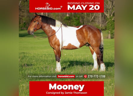 Draft Horse Blandning, Valack, 5 år, 165 cm, Brun