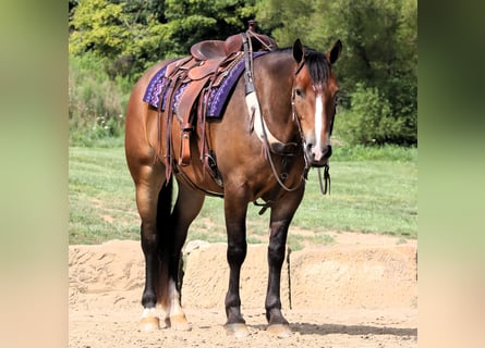 Draft Horse Blandning, Valack, 5 år, 165 cm, Brun