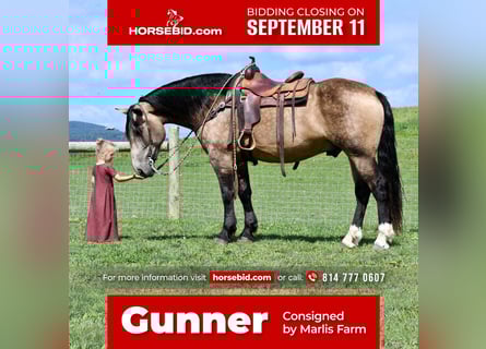 Draft Horse Blandning, Valack, 6 år, 163 cm, Gulbrun