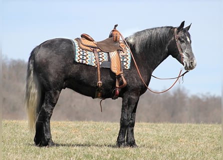 Draft Horse, Valack, 7 år, Grå