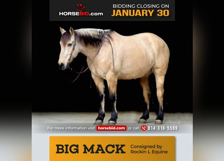 Draft Horse Blandning, Valack, 9 år, Gulbrun