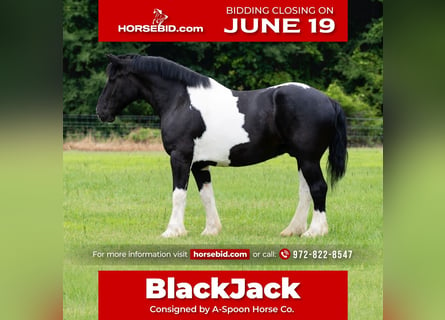 Draft Horse Blandning, Valack, 9 år