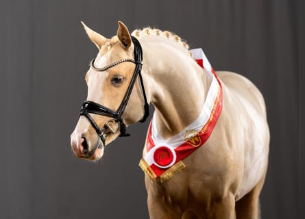 German Riding Pony, Stallion, 4 years, 14.1 hh, Palomino