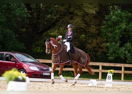 Dressage rider offering horse training near Zurich