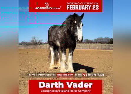 Drum Horse, Gelding, 6 years, 18 hh, Sabino