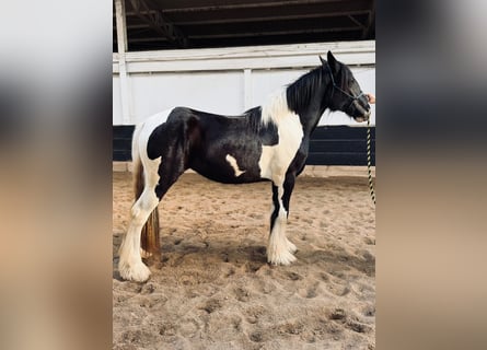 Drum-Horse, Jument, 2 Ans, 163 cm, Tobiano-toutes couleurs