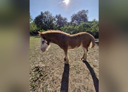 Drum Horse, Merrie, veulen (04/2024), 170 cm, Donkere-vos