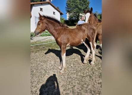 Drum Horse, Merrie, veulen (04/2024), 170 cm, Roodbruin