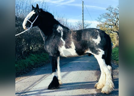 Drum Horse, Ruin, 5 Jaar