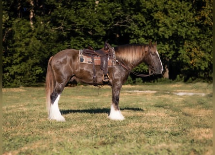 Drum-Horse, Wallach, 4 Jahre, 163 cm, Schwarzbrauner