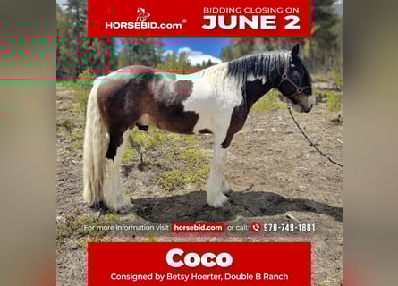 Drum-Horse, Wallach, 6 Jahre, 160 cm, Tobiano-alle-Farben