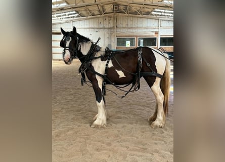 Drúm horse, Yegua, 2 años, 163 cm, Tobiano-todas las-capas