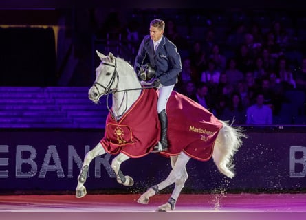 Bavarian Warmblood, Stallion, 19 years, 17 hh, Grey-Dark-Tan