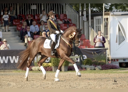 Bayerisches Warmblut, Hengst, 14 Jahre, 170 cm
