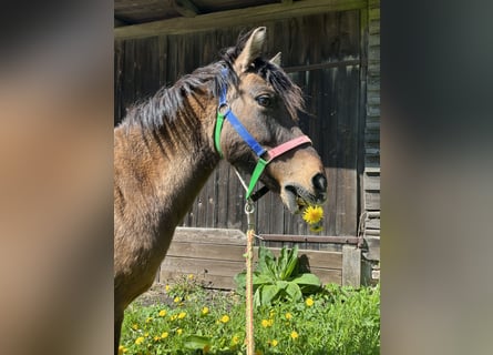 Duelmen, Mare, 16 years, 11,2 hh, Brown