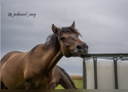 Duelmen, Mare, 17 years, 11,2 hh, Brown