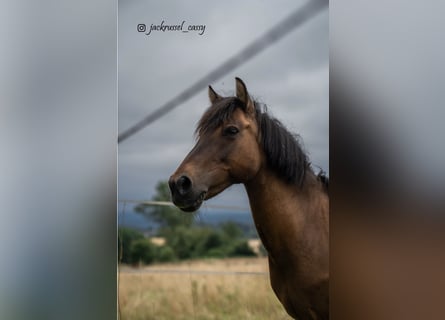 Dülmener-paard, Merrie, 16 Jaar, 120 cm, Bruin