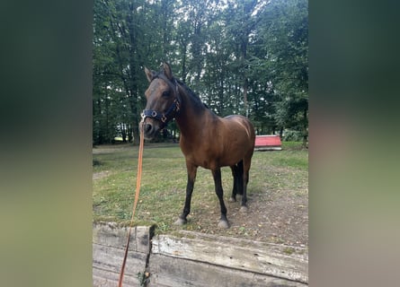 Dülmener-paard, Merrie, 16 Jaar, 120 cm, Bruin