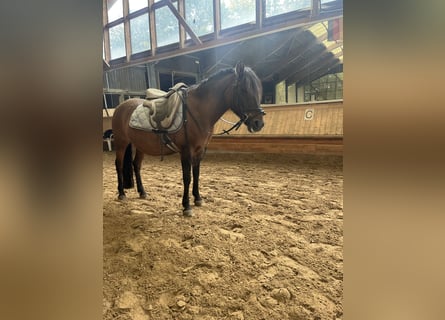 Dülmener-paard, Merrie, 16 Jaar, 120 cm, Bruin