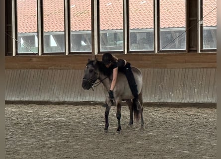 Dülmener, Wallach, 4 Jahre, 145 cm, Falbe