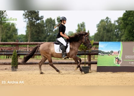 Dülmener, Wallach, 5 Jahre, Falbe