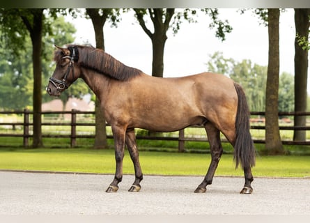 Dülmener, Wallach, 6 Jahre, 138 cm, Falbe