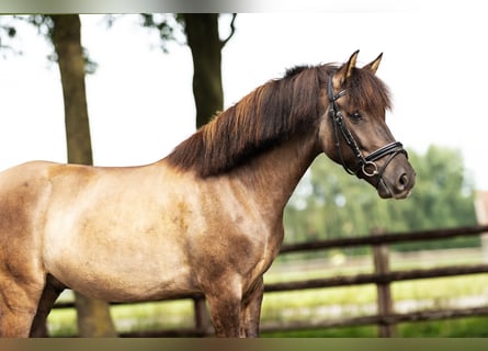 Dülmener, Wallach, 6 Jahre, 140 cm, Falbe