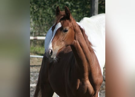 Duits Edelbloed, Merrie, 1 Jaar, Vos