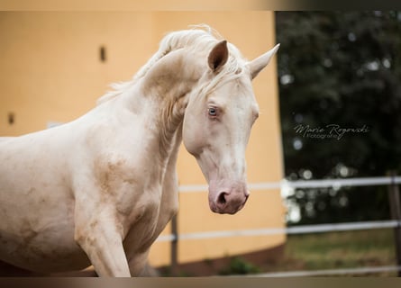 Duits rijpaard, Hengst, 11 Jaar, 173 cm, Cremello