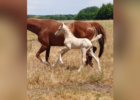 Duits rijpaard, Hengst, 1 Jaar, 162 cm, Palomino