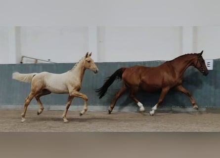 Duits rijpaard, Hengst, 1 Jaar, 170 cm, Palomino