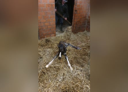 Duits rijpaard, Hengst, 1 Jaar