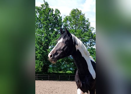 Duits rijpaard, Hengst, 4 Jaar, 175 cm, Gevlekt-paard